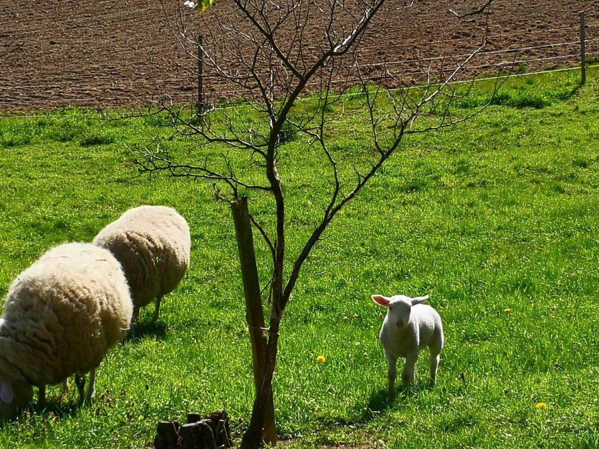 Ferienwohnungen 1 Bis 4 "Pumphut'S Scheune" Lengenfeld  Dış mekan fotoğraf