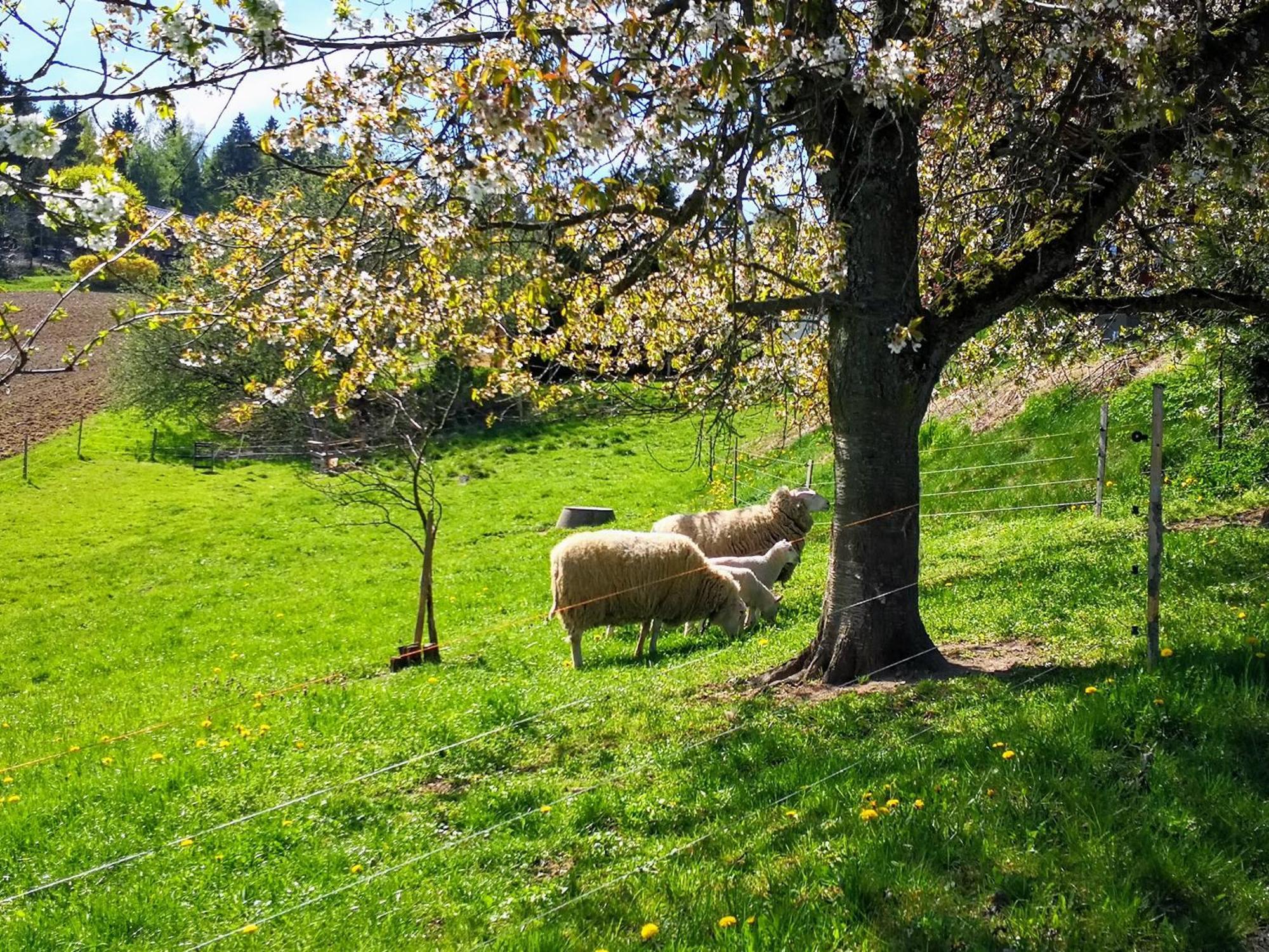 Ferienwohnungen 1 Bis 4 "Pumphut'S Scheune" Lengenfeld  Dış mekan fotoğraf