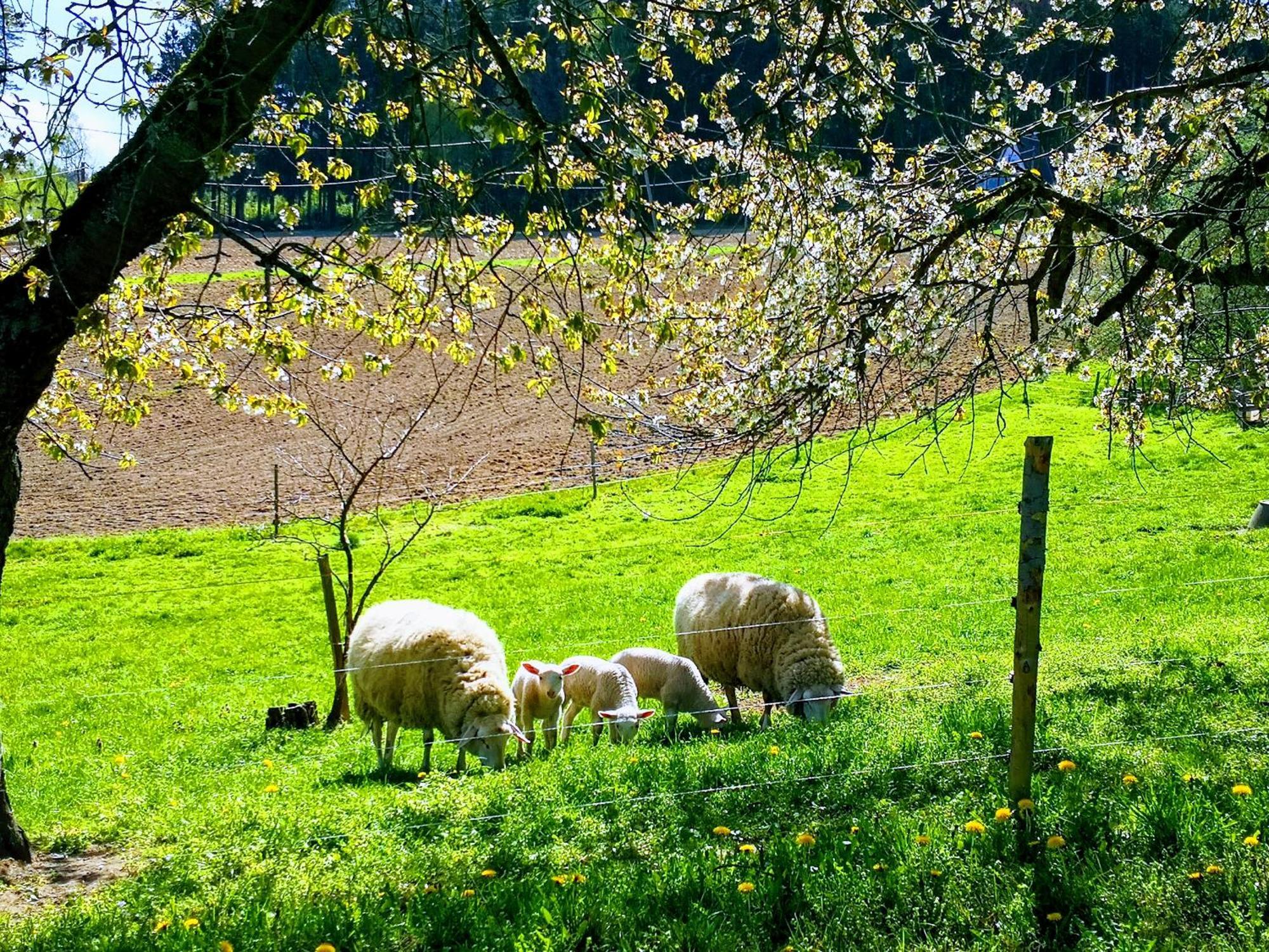 Ferienwohnungen 1 Bis 4 "Pumphut'S Scheune" Lengenfeld  Dış mekan fotoğraf