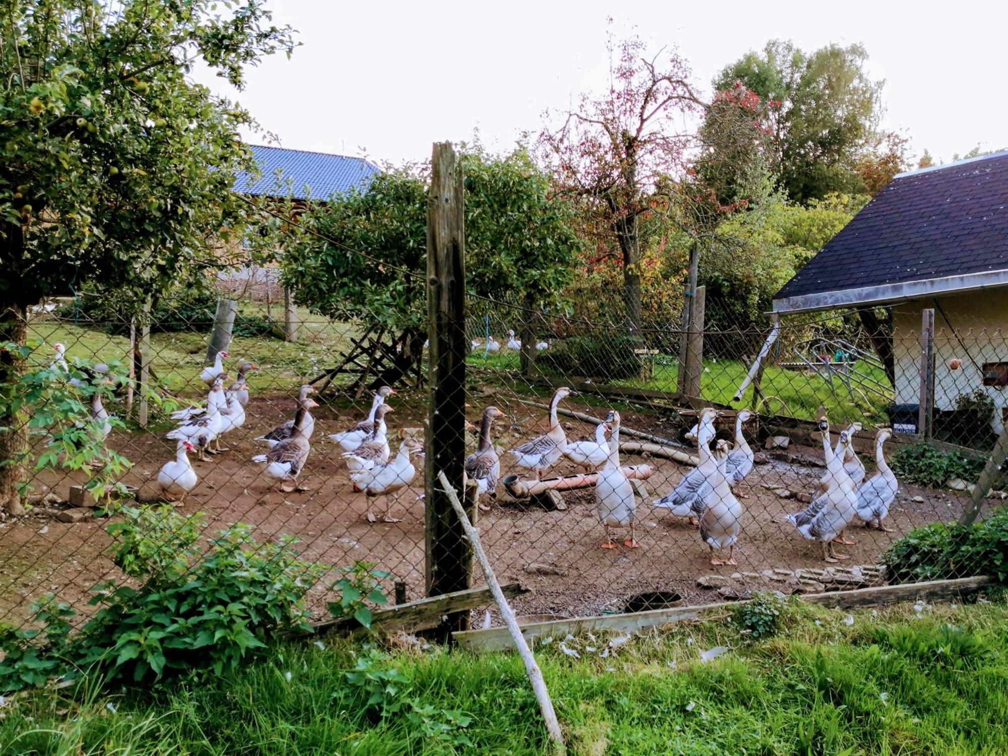 Ferienwohnungen 1 Bis 4 "Pumphut'S Scheune" Lengenfeld  Dış mekan fotoğraf